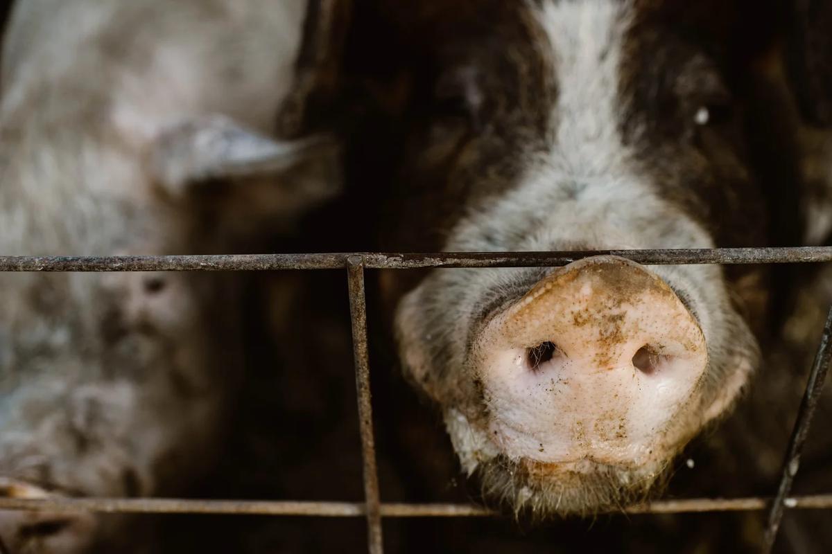 A pig's face pressed against the fence