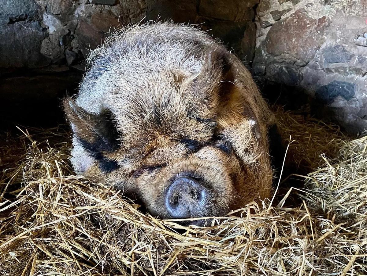 A Farm Stay in County Wexford, Ireland – Feathered Acres Farm, Belgrade MN