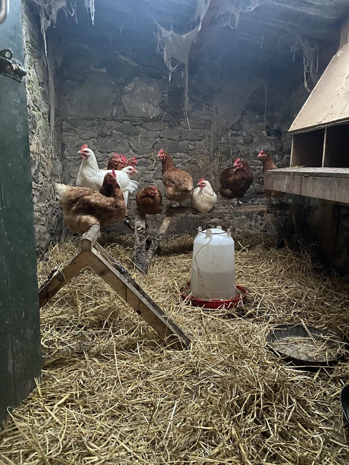 A Farm Stay in County Wexford, Ireland – Feathered Acres Farm, Belgrade MN